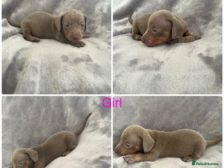 Miniature Dachshund dogs 1 ISABELLA&TAN GIRL LEFT READY 19/12/25 - Advert 8