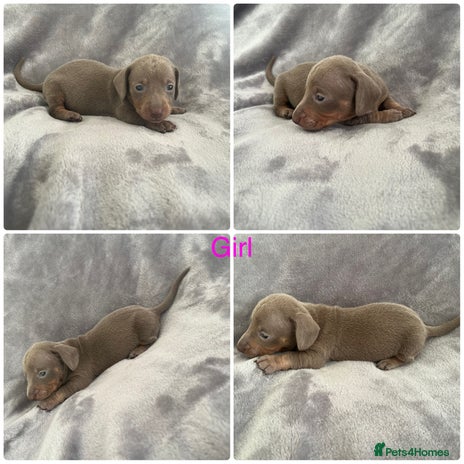 Miniature Dachshund dogs 1 ISABELLA&TAN GIRL LEFT READY 19/12/25 - Advert 3