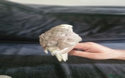 Parakeets birds for sale: Hand-reared Kakariki Chicks  - Image 8