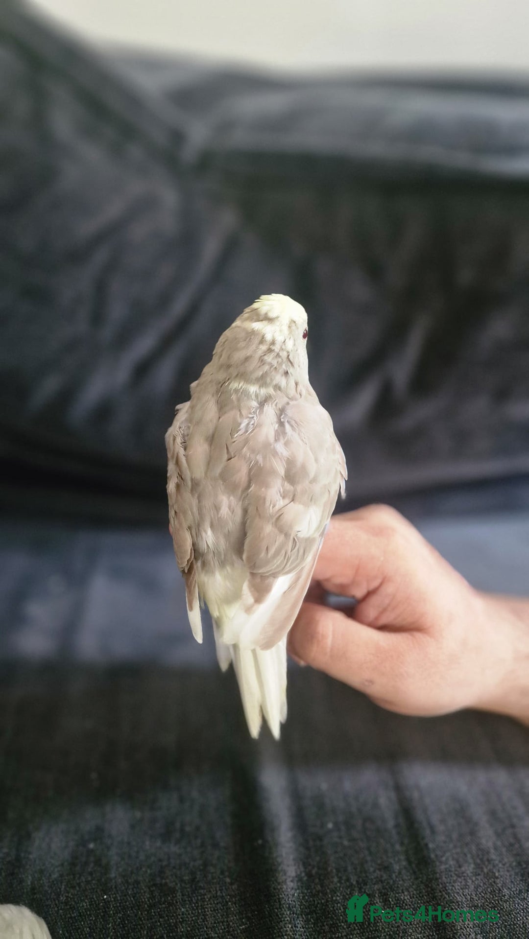 Parakeets birds for sale: Hand-reared Kakariki Chicks  - Image 8