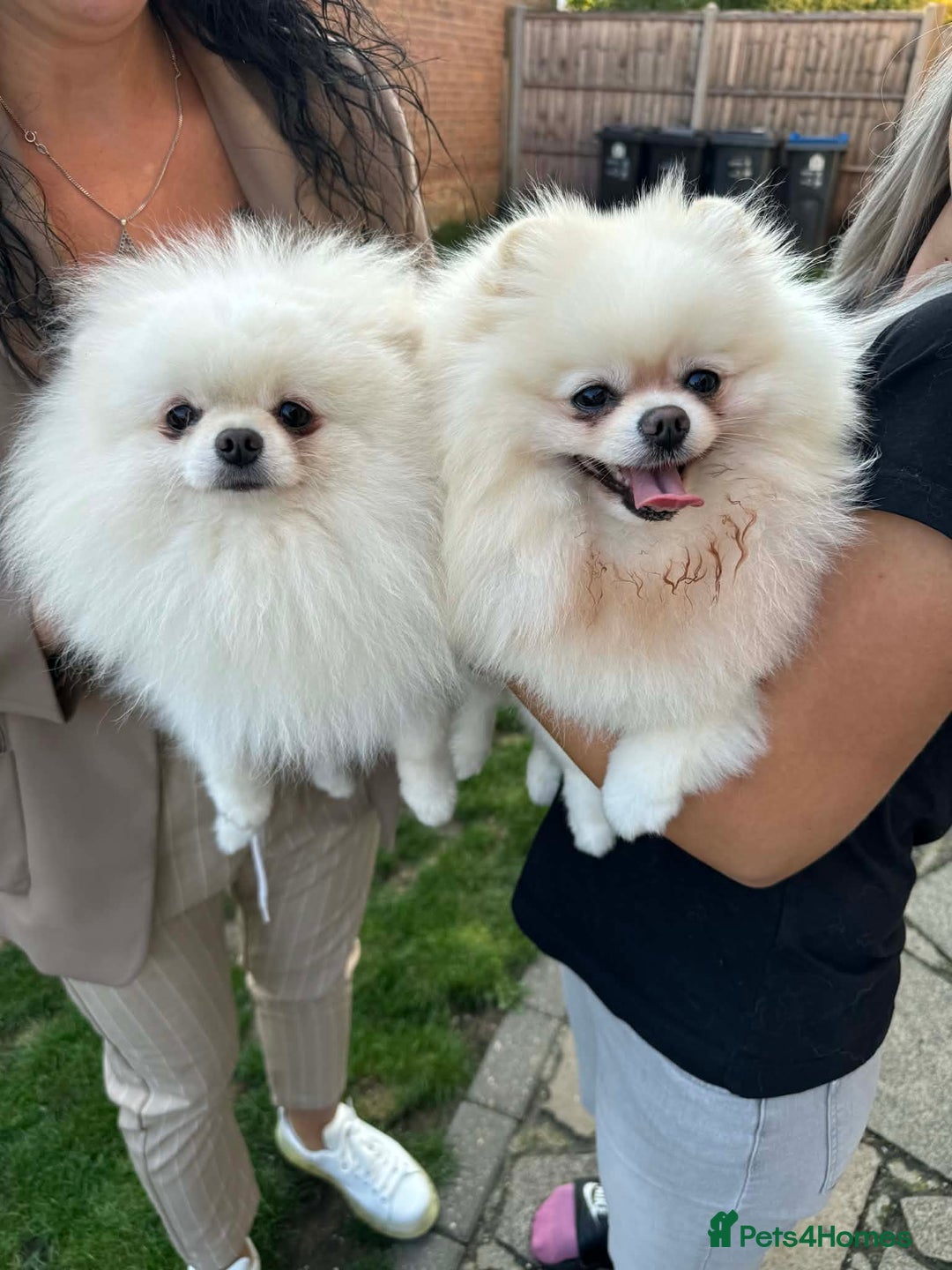 Pomeranian dogs for sale: Tiny white Pomeranian puppy  - Advert 19