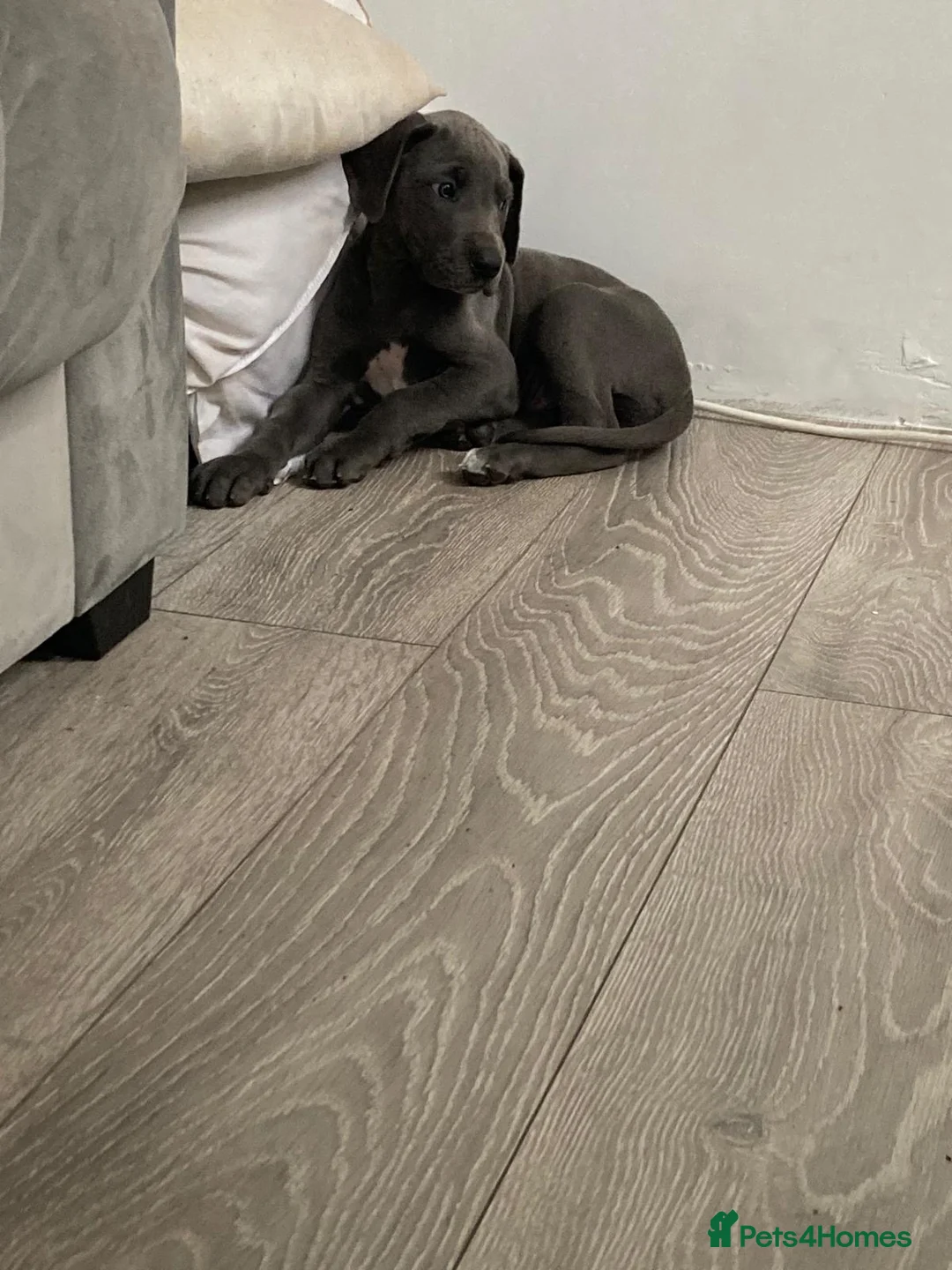 Great Dane dogs for sale: Great Dane puppies - Advert 17