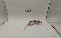 Rat rodents for sale: October Litters: 32 Rats For Sale - Image 17