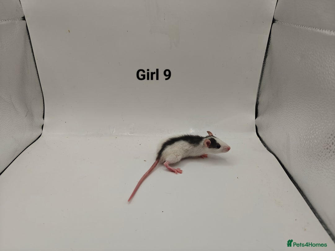 Rat rodents for sale: October Litters: 32 Rats For Sale - Image 17