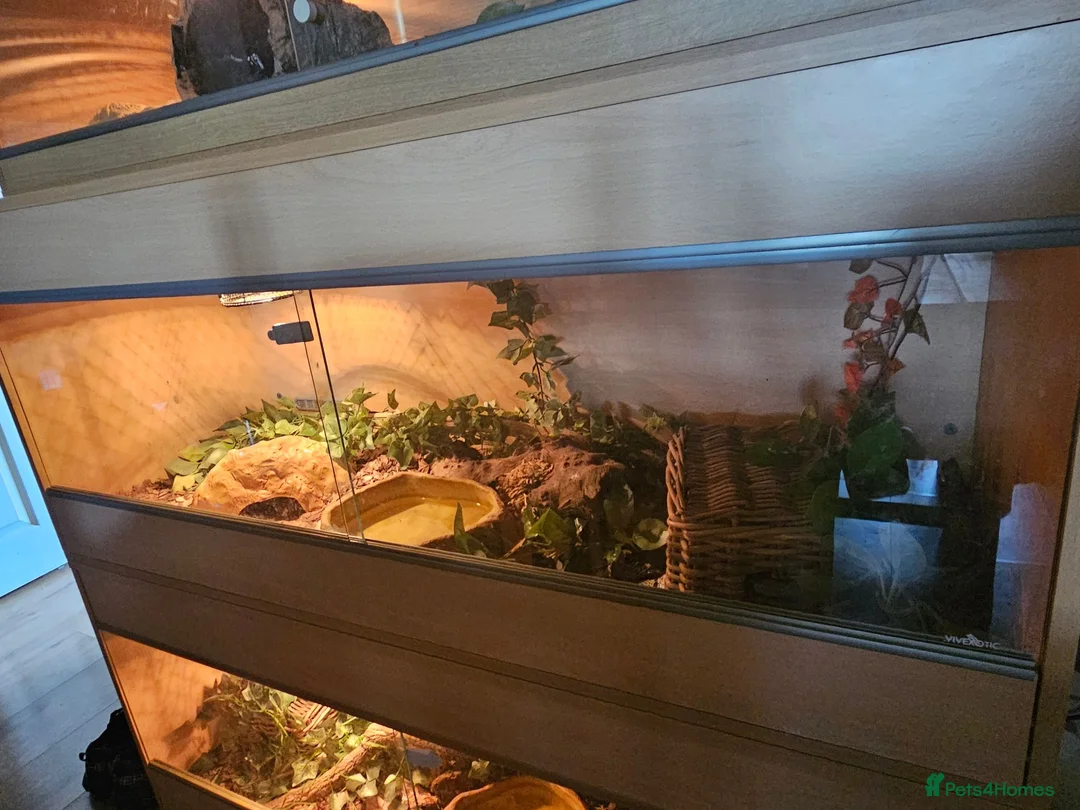 Python Snake reptiles for sale: Beautiful butter het clown female in Swansea - Advert 3