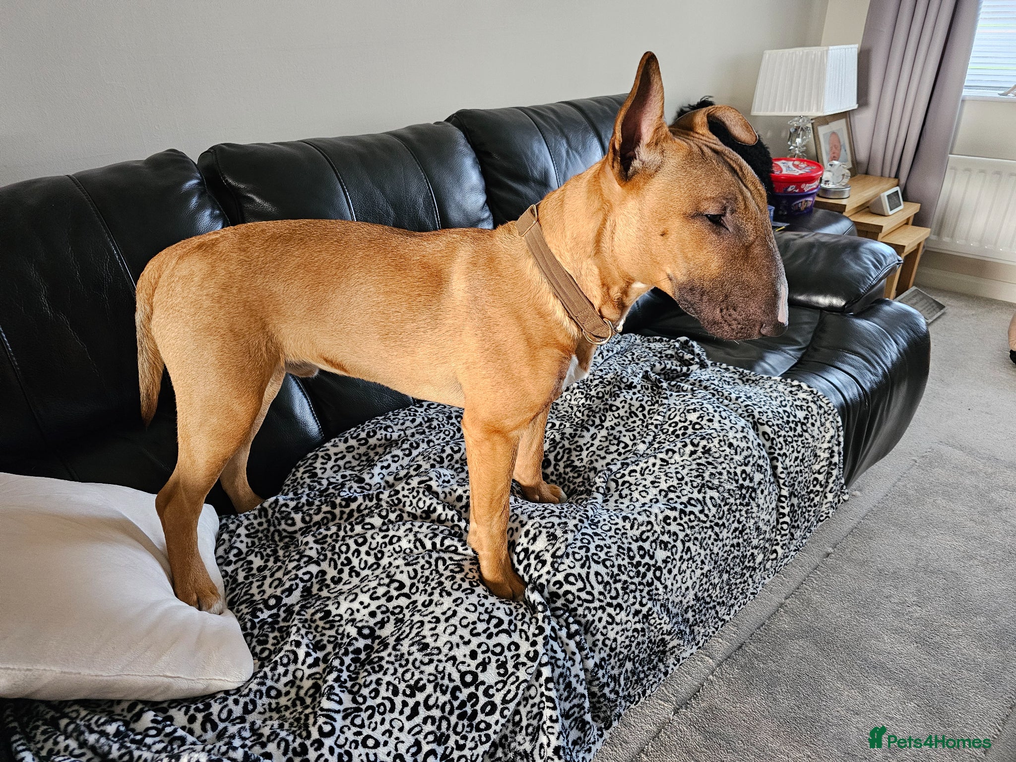 English Bull Terrier dogs Red and White  , English Bull Terrier  - Advert 1