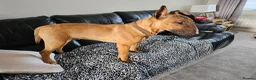 English Bull Terrier dogs for sale: Red and White  , English Bull Terrier  in Morpeth - Advert 1