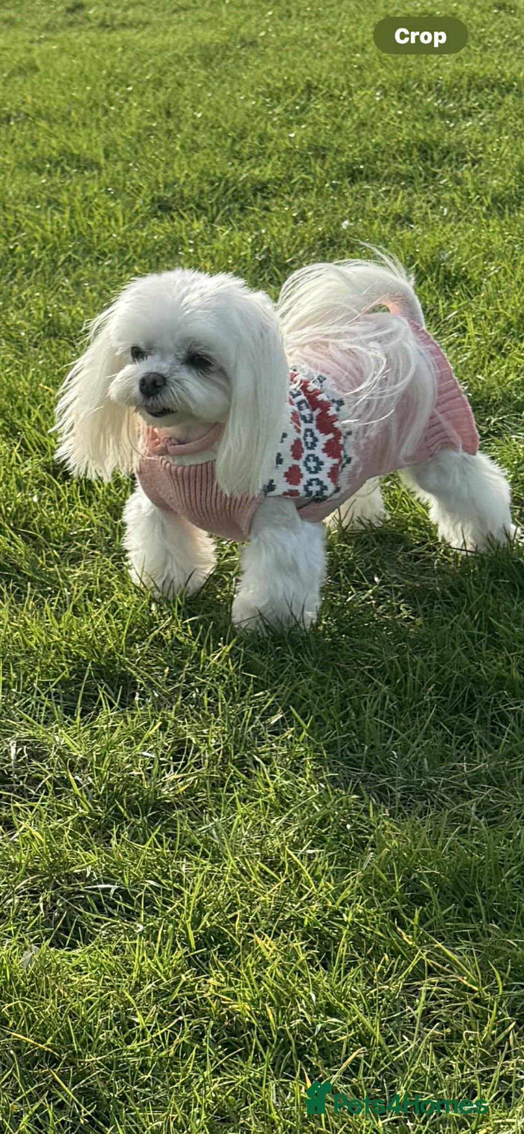 Maltese dogs for sale: Adult pedigree Maltese couple. KC registered. - Advert 2