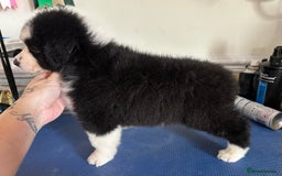 Australian Shepherd dogs for sale: 3 remaining- Beautiful Australian Shepherds  - Image 7