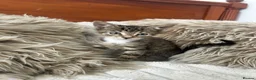 Mixed Breed cats for sale: Maincoon/tabby kittens 🐈‍⬛❤️ - Advert 15