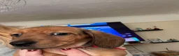 Miniature Dachshund dogs for sale: RED DAPPLE MINIATURE DACHSHUND  - Advert 3