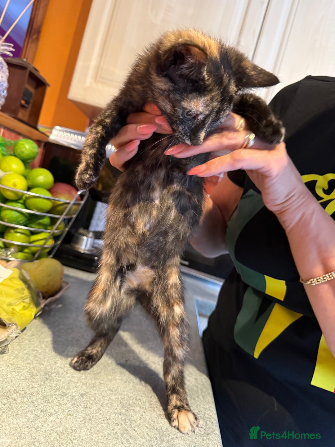 Mixed Breed cats for sale: A BOY AND A GIRL, READY NOW  - Image 13