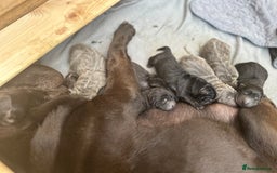 Shar Pei dogs for sale: Beautiful bear/brush coat shar peis  - Image 3