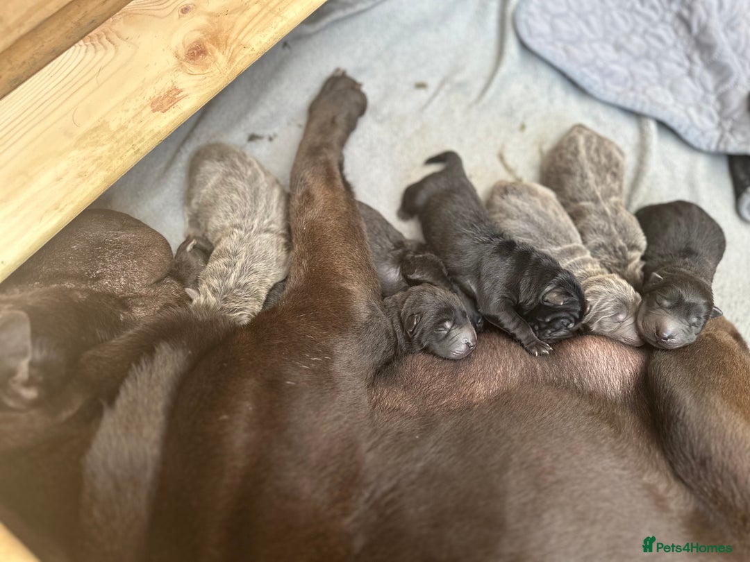 Shar Pei dogs for sale: Beautiful bear/brush coat shar peis  - Image 3
