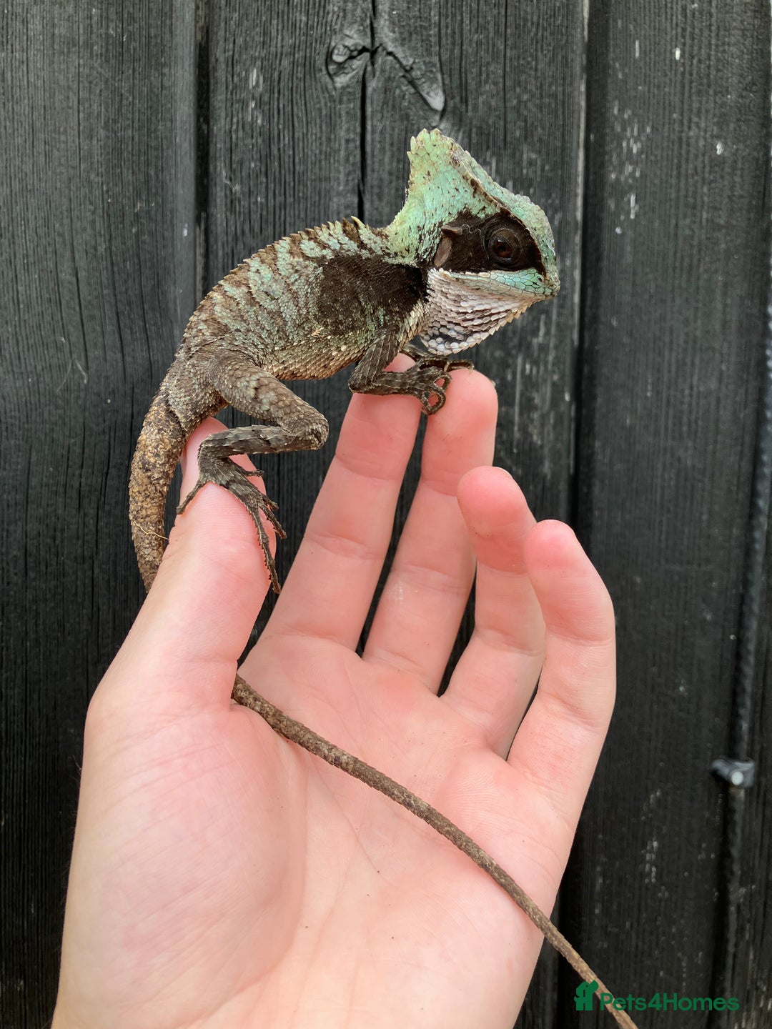 Iguana reptiles for sale: Eastern Casquehead & Hernandez’s Helmeted Iguanas - Image 16