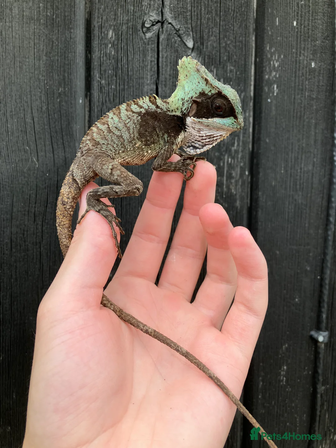 Iguana reptiles for sale: Eastern Casquehead & Hernandez’s Helmeted Iguanas - Advert 16