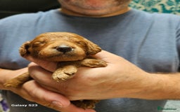 Mixed Breed dogs for sale: FULLY HEALTH TESTED FOX RED MINIATURE COCKAPOOS  - Image 10