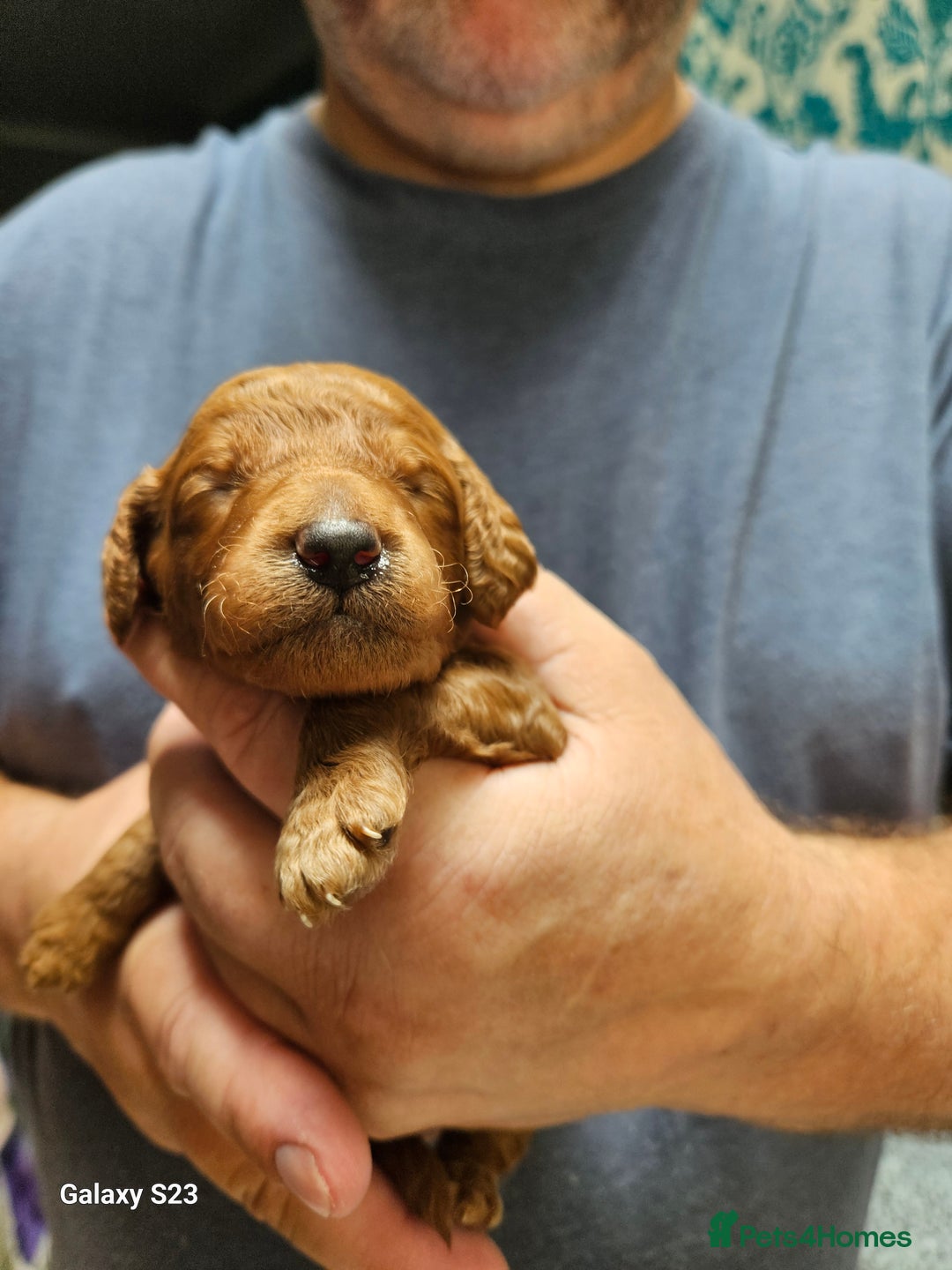 Mixed Breed dogs for sale: FULLY HEALTH TESTED FOX RED MINIATURE COCKAPOOS  - Image 10