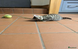 Mixed Breed cats for sale: Two gorgeous boys left - Image 5