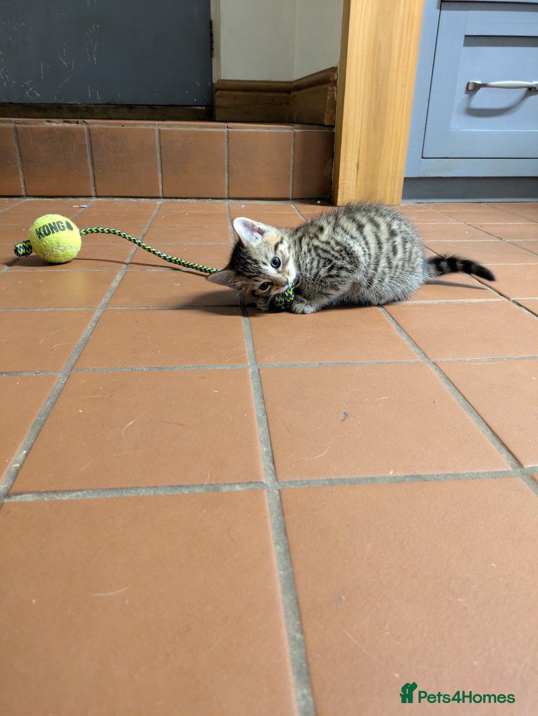 Mixed Breed cats for sale: Two gorgeous boys left - Image 5