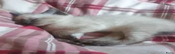 Siamese cats for sale: Siamese/ Ghost tabby  - Advert 6