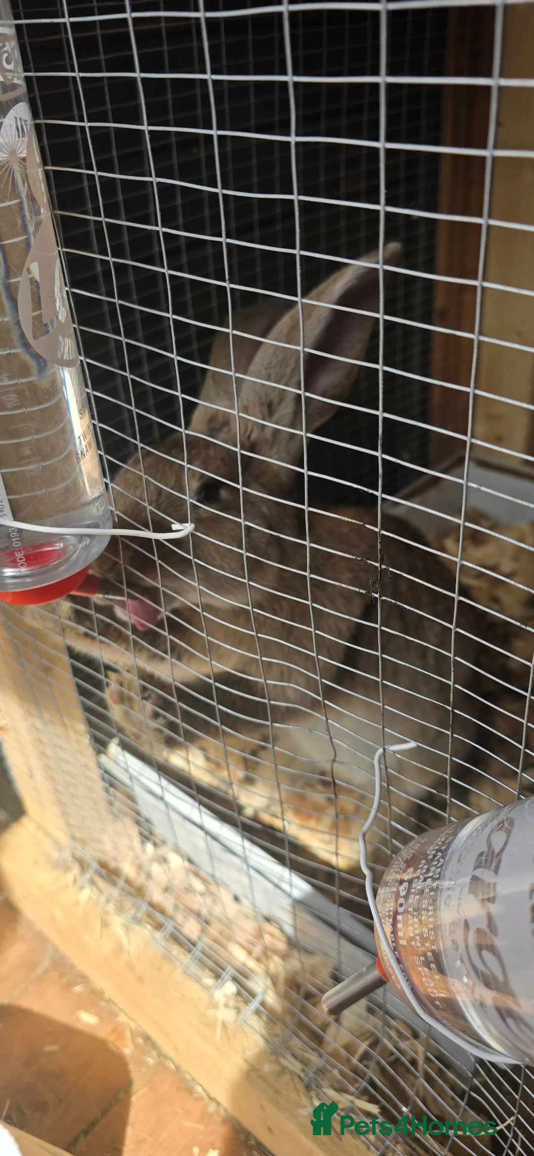 Continental Giant rabbits for sale: Rabbits  in Nottingham - Advert 5
