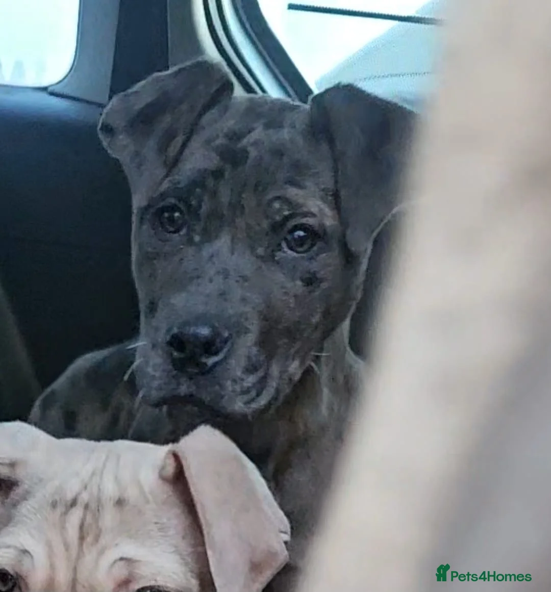 Mixed Breed dogs for sale: Cane corso cross Pressa canario puppy - Advert 7