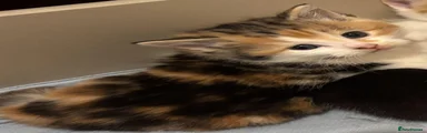 Mixed Breed 2 calico female 