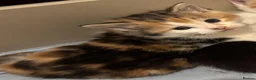 Mixed Breed cats for sale: Mainecoonx kittens  - Advert 4