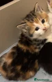 Mixed Breed 2 calico female