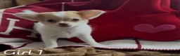 Chihuahua dogs for sale: Chihuahua puppies 🐶  - Advert 3