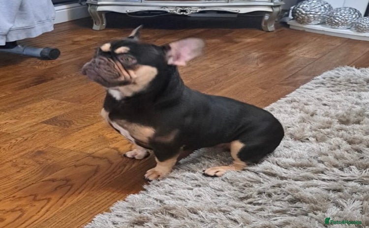 French Bulldog dogs Adult Female French Bulldog - Advert 1