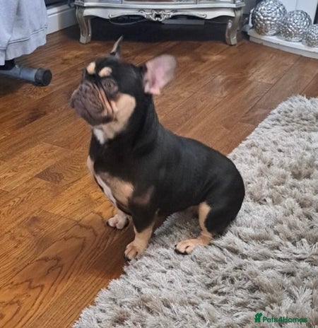 French Bulldog dogs Adult Female French Bulldog - Advert 1
