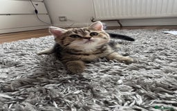 British Shorthair cats for sale: 5 Adorable British Shorthair Kittens - Image 19