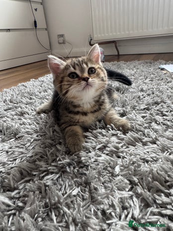 British Shorthair cats - Advert 1