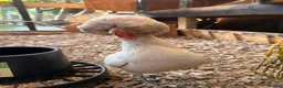Chickens poultry for sale: Silkies ,polish bantam , Wyandotte  - Advert 15