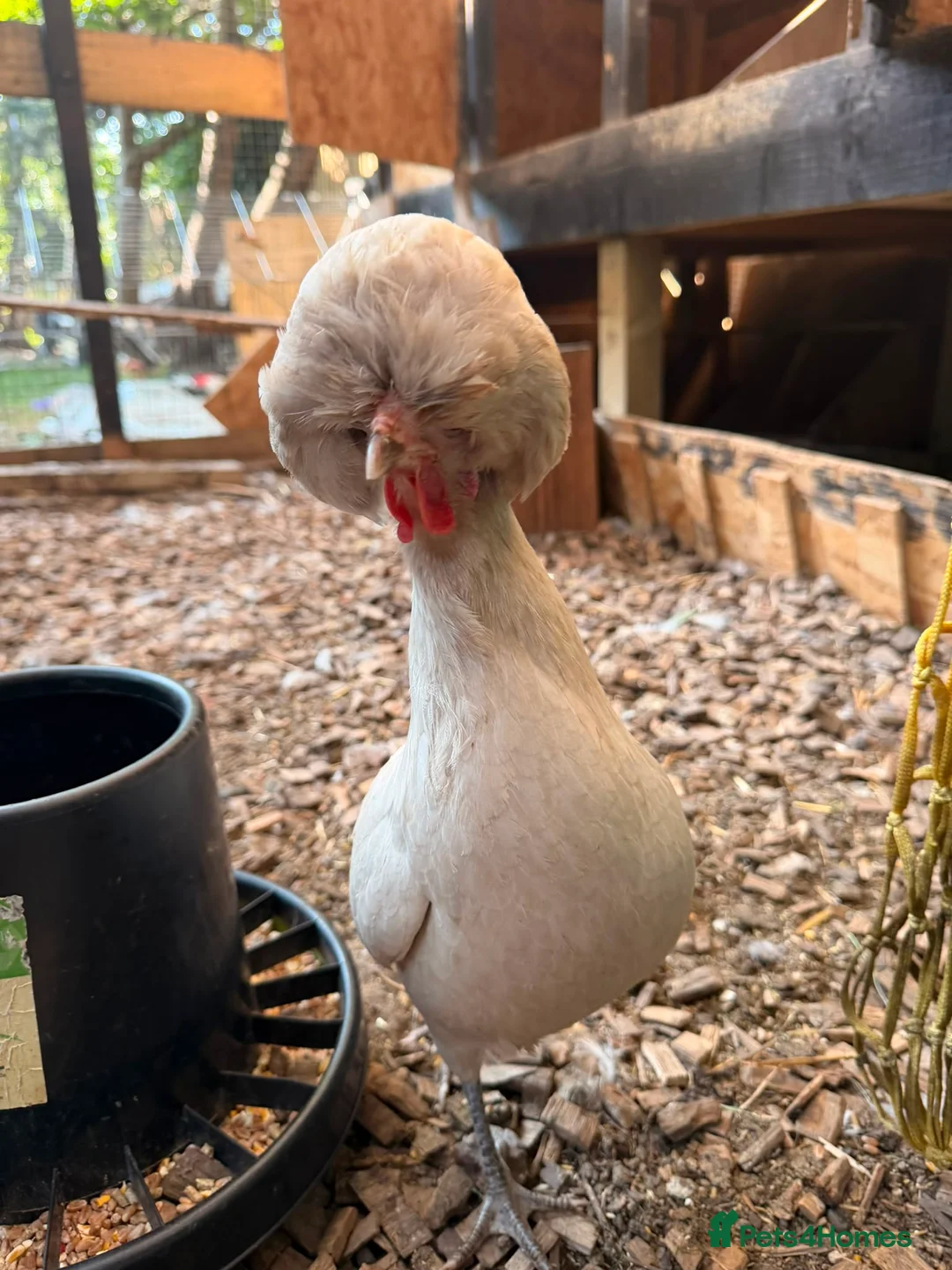 Chickens poultry for sale: Silkies ,polish bantam , Wyandotte  - Advert 15