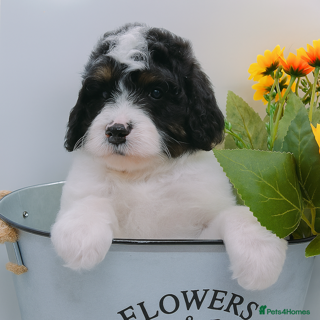 Bernedoodle dogs for stud: Miniature bernedoodle at stud  in Manchester - Image 8