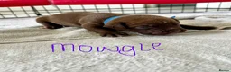 Mixed Breed dogs for sale: A* bulldog puppies 🐶 - Advert 14