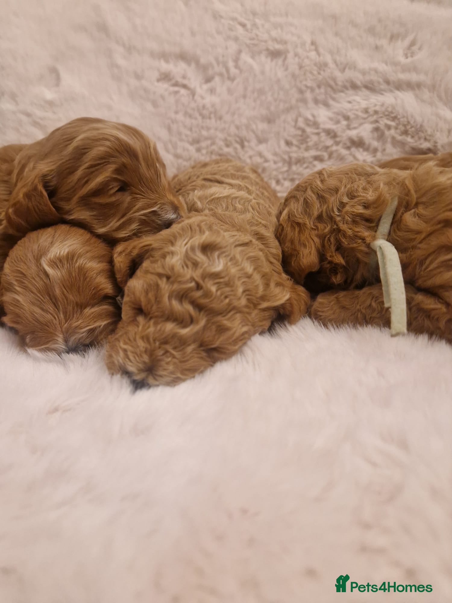 Cockapoo dogs ❤️‼️stunning fox red true miniature cockapoos ❤️‼️ - Advert 5