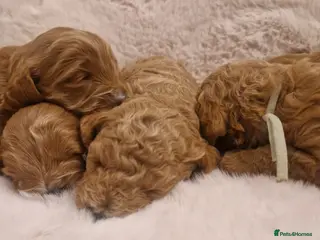 Cockapoo dogs ❤️‼️stunning fox red true miniature cockapoos ❤️‼️ - Advert 5