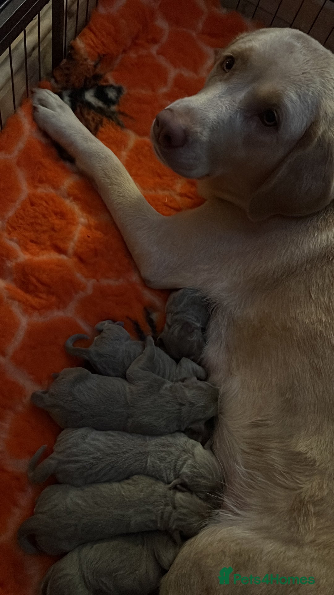 Labrador Retriever dogs for sale: Kc dna clear silver Labrador pups  - Image 3