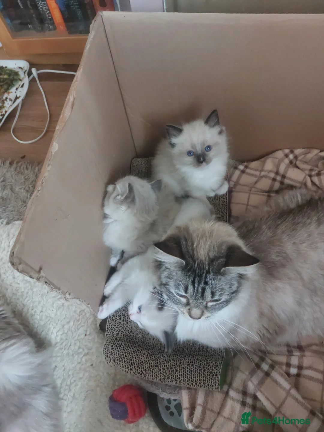 Ragdoll cats for sale: THREE SUPERB RAGDOLL BOYS - Advert 32