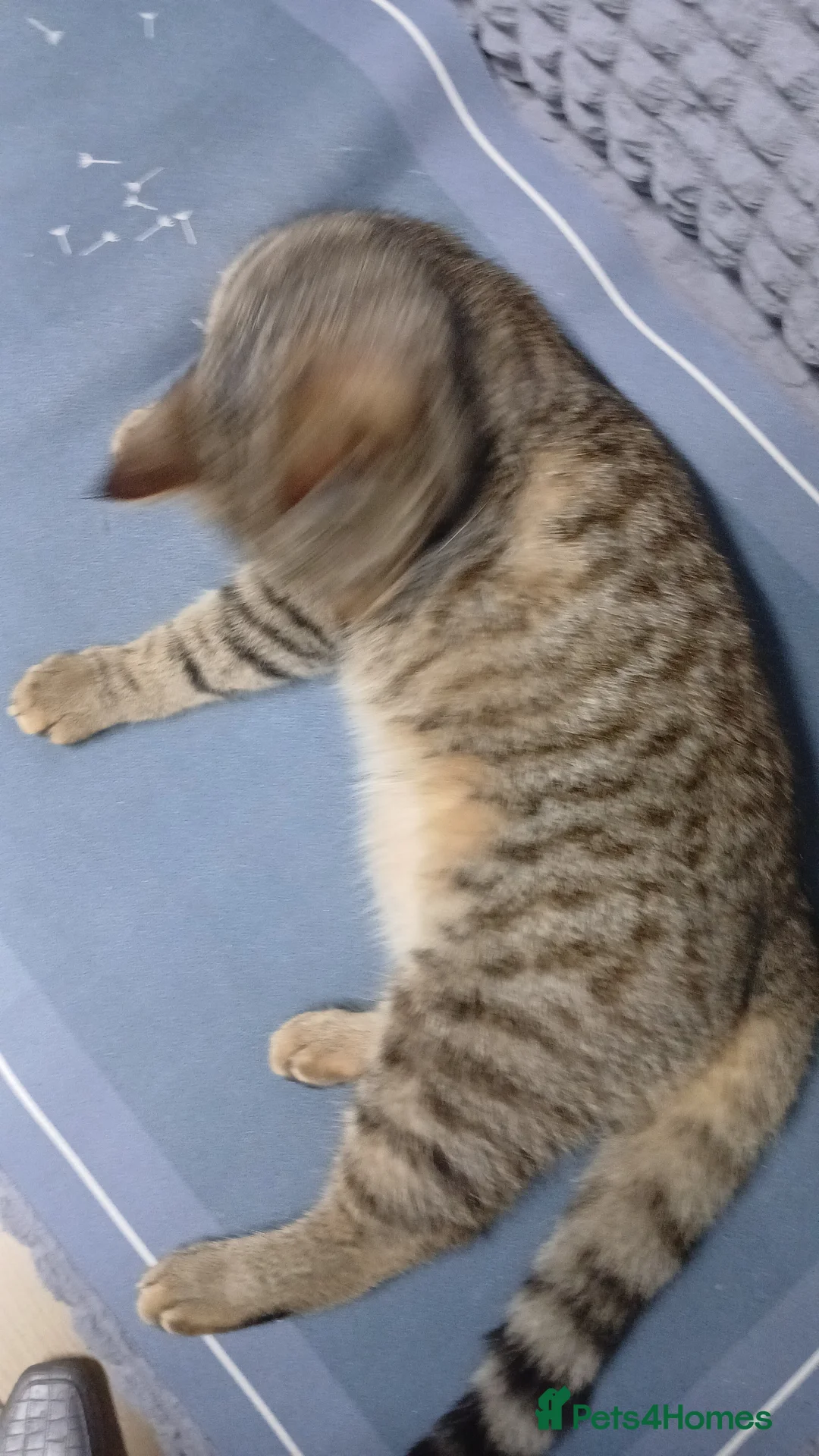 Bengal cats for sale: Adorable male mixed bengal and a female kittens - Advert 7