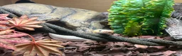 Python Snake reptiles for sale: Royal python with Viv  - Advert 5