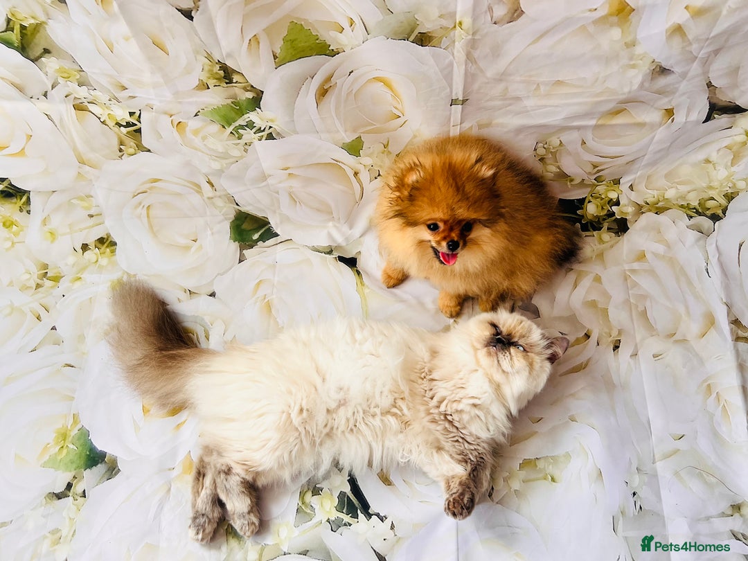 Pomeranian dogs for sale: 💗Last girl left! Royal Orange Pomeranian Pedigree - Image 27