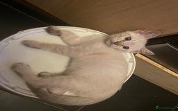 Bengal cats for sale: INTRODUCING 3 ❤️❤️❤️ BEAUTIFUL FELINES  - Image 17