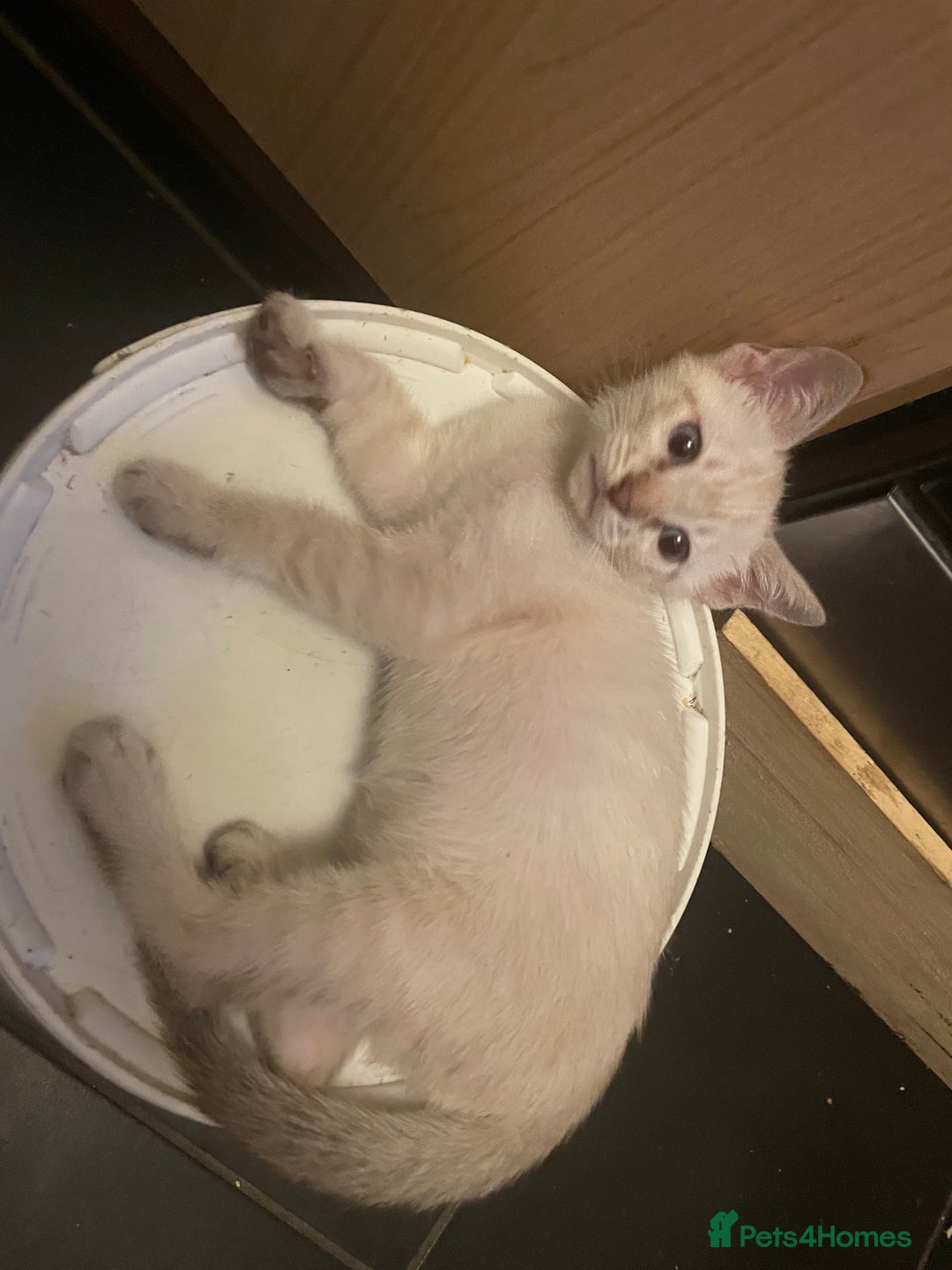 Bengal cats for sale: INTRODUCING 3 ❤️❤️❤️ BEAUTIFUL FELINES  - Image 17