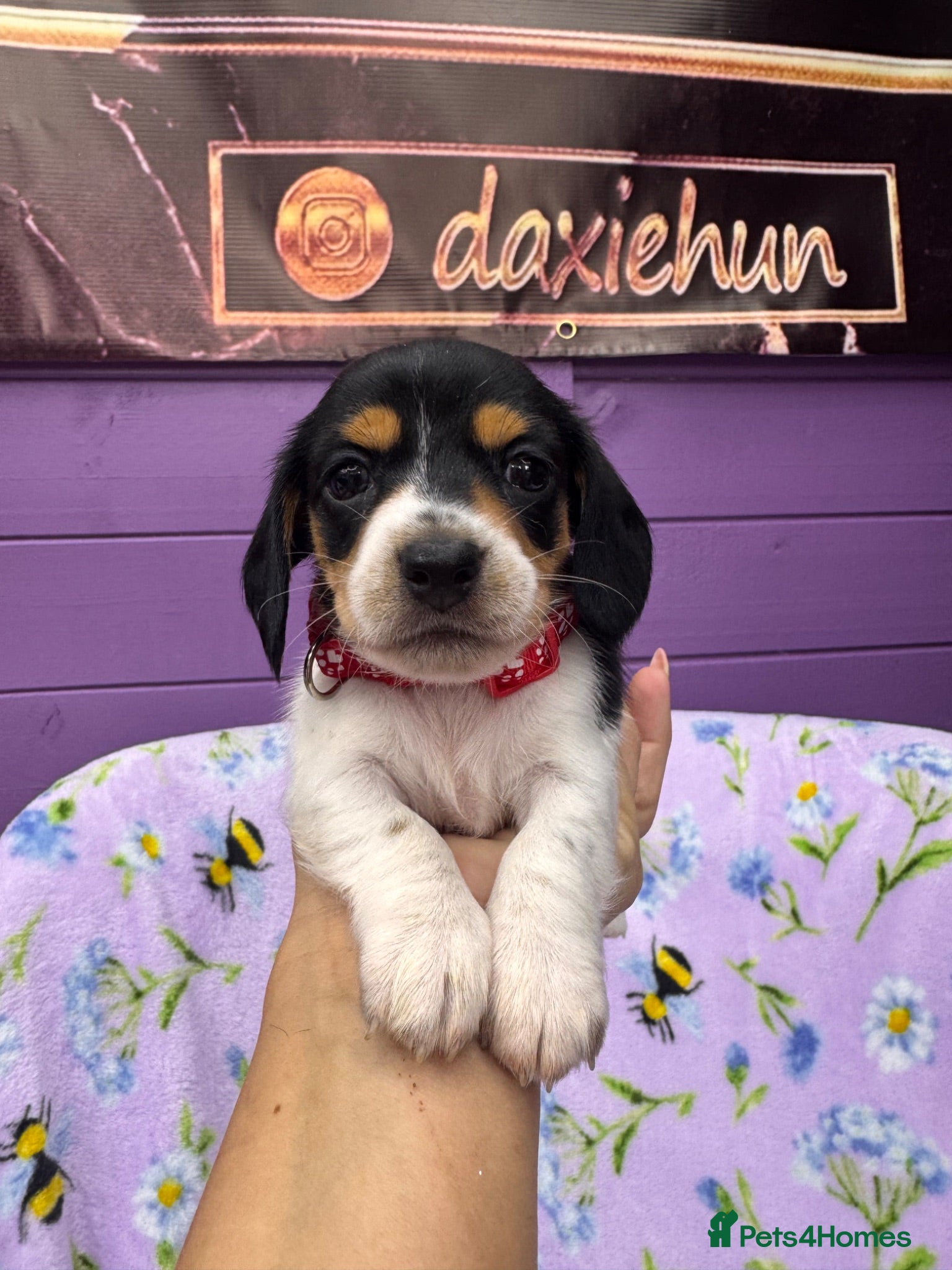 Miniature Dachshund dogs 5 cute piebald miniature dachshund puppies - Advert 1