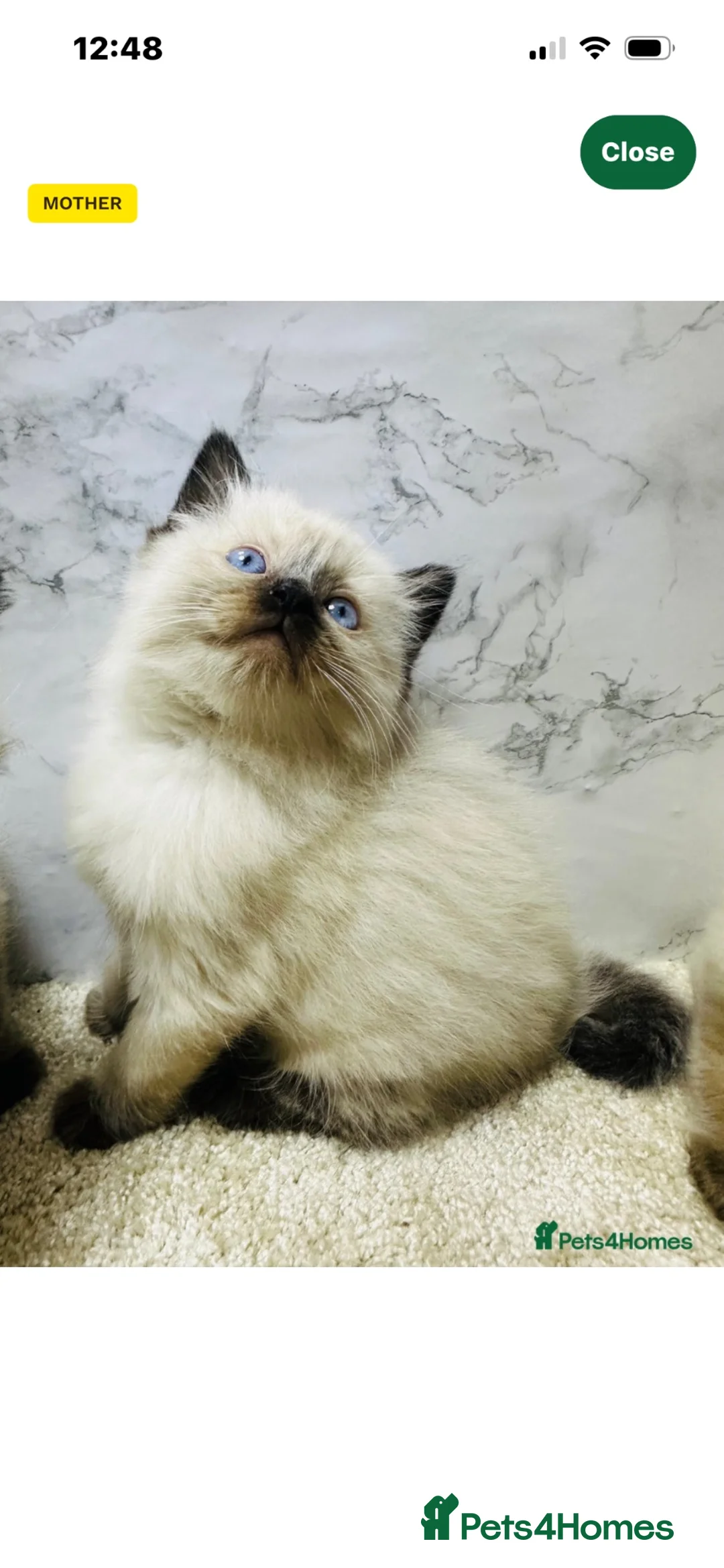 Ragdoll cats for sale: Beautiful GCCF Registered Ragdoll Kitten🩵 in Hinckley - Advert 9